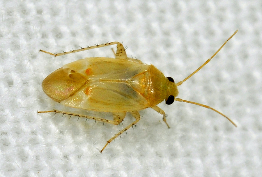 Altro minuscolo Miridae: Psallus sp.